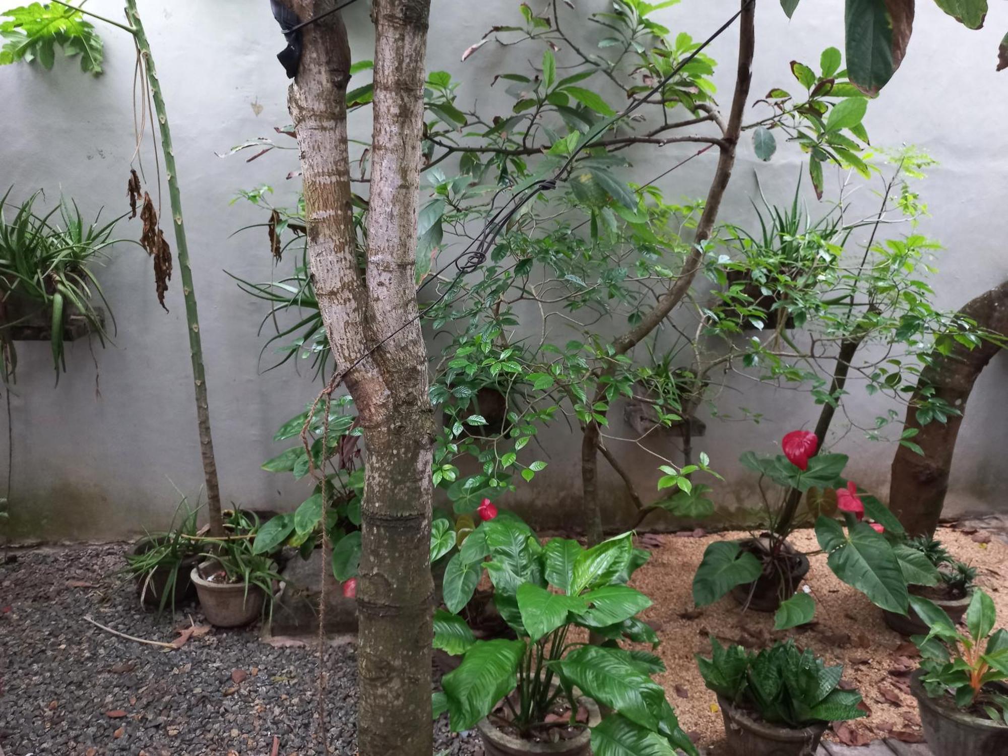 Mango Villa 703 هيكادوفا الغرفة الصورة