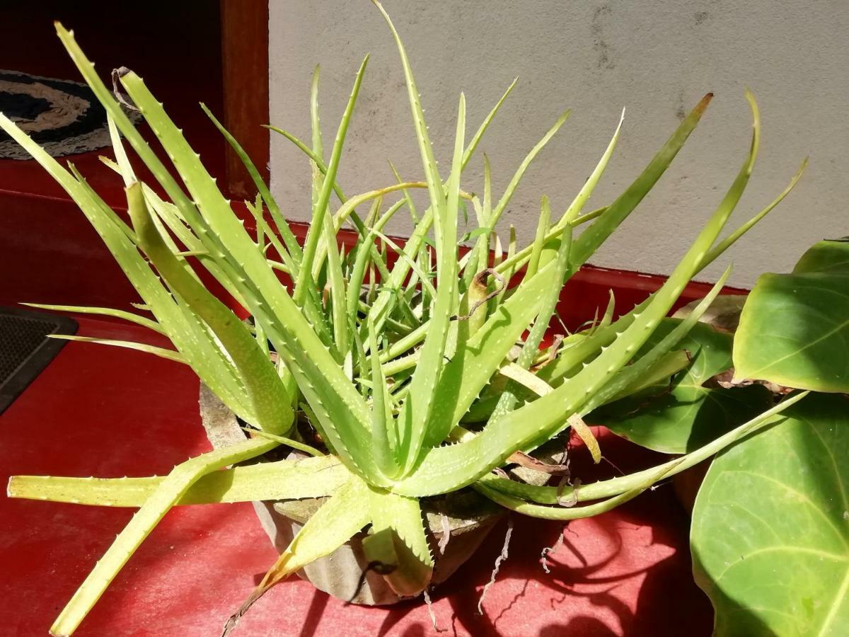 Mango Villa 703 هيكادوفا المظهر الخارجي الصورة